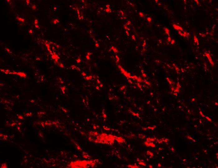 Immunofluorescence of MFN2 in rat brain tissue with MFN2 antibody at 20 ug/mL.