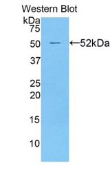 Western blot of recombinant MtTFA / TFAM.