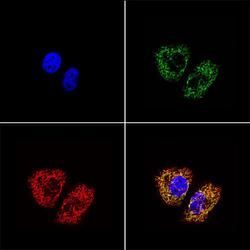 ICC: mtTFA Antibody - Immunostaining in HeLa cells. C1: DAPI staining 2 nuclei, C2: anti-mtTFA stain with Alexa Fluor 488 secondary ab (green), C3: Mitotracker Red staining mitochondria.
