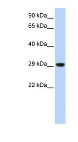 TFAM antibody LS-B6950 Western blot of Mouse Muscle lysate.