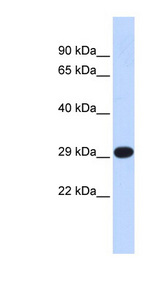 TFAM antibody LS-C112236 Western blot of Mouse Muscle lysate.