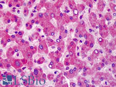 Anti-MCTP1 antibody IHC of human liver. Immunohistochemistry of formalin-fixed, paraffin-embedded tissue after heat-induced antigen retrieval. Antibody LS-B4014 concentration 5 ug/ml.