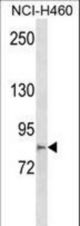 MCTP2 Antibody western blot of NCI-H460 cell line lysates (35 ug/lane). The MCTP2 antibody detected the MCTP2 protein (arrow).