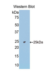 Western blot of recombinant NAGA.