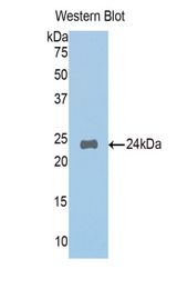 Western blot of recombinant NAGA.