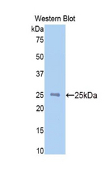 Western blot of recombinant NAGA.