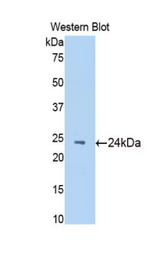 Western blot of recombinant NAGA.