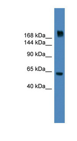 MDC1 antibody Western blot of HepG2 cell lysate.