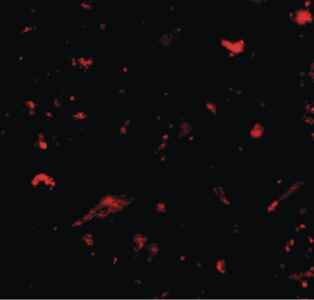 Immunofluorescence of nanos1 in human brain tissue with nanos1 antibody at 20 ug/ml.