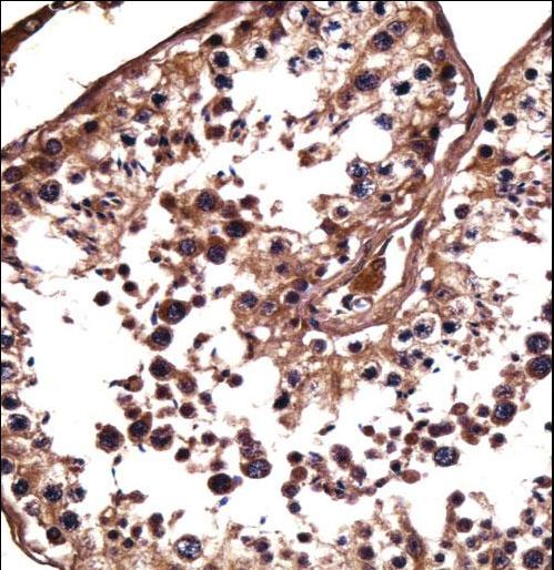 NANOS1 Antibody immunohistochemistry of formalin-fixed and paraffin-embedded human testis tissue followed by peroxidase-conjugated secondary antibody and DAB staining.
