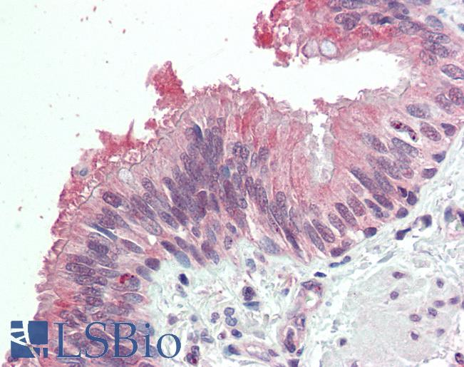 Anti-MDFI / I-MF antibody IHC staining of human bronchus. Immunohistochemistry of formalin-fixed, paraffin-embedded tissue after heat-induced antigen retrieval. Antibody LS-B10318 concentration 5 ug/ml.