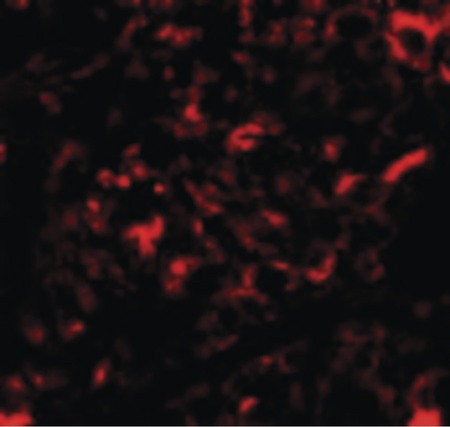 Immunofluorescence of Nanos2 in Human Testis cells with Nanos2 antibody at 20 ug/ml.