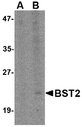 Western blot of Bst2 in Daudi cell lysate with Bst2 antibody at (A) 1 and (B) 2 ug/ml.