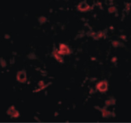 Immunofluorescence of Nanos3 in Human Brain cells with Nanos3 antibody at 20 ug/ml.