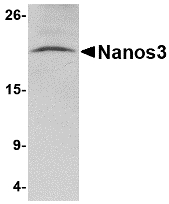 Western blot of Nanos3 in human brain tissue lysate with Nanos3 antibody at 2 ug/ml.