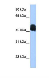 MCF7 cell lysate. Antibody concentration: 1.0 ug/ml. Gel concentration: 12%.