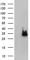 HEK293T cells were transfected with the pCMV6-ENTRY control (Left lane) or pCMV6-ENTRY NANP (Right lane) cDNA for 48 hrs and lysed. Equivalent amounts of cell lysates (5 ug per lane) were separated by SDS-PAGE and immunoblotted with anti-NANP.