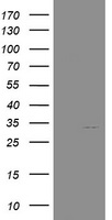 HEK293T cells were transfected with the pCMV6-ENTRY control (Left lane) or pCMV6-ENTRY NANP (Right lane) cDNA for 48 hrs and lysed. Equivalent amounts of cell lysates (5 ug per lane) were separated by SDS-PAGE and immunoblotted with anti-NANP.