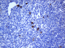 IHC of paraffin-embedded Human lymph node tissue using anti-NANP mouse monoclonal antibody. (Heat-induced epitope retrieval by 10mM citric buffer, pH6.0, 120°C for 3min).