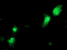 Anti-NANP mouse monoclonal antibody immunofluorescent staining of COS7 cells transiently transfected by pCMV6-ENTRY NANP.