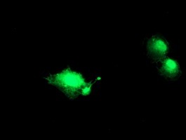 Anti-NANP mouse monoclonal antibody immunofluorescent staining of COS7 cells transiently transfected by pCMV6-ENTRY NANP.