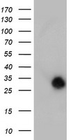 HEK293T cells were transfected with the pCMV6-ENTRY control (Left lane) or pCMV6-ENTRY NANP (Right lane) cDNA for 48 hrs and lysed. Equivalent amounts of cell lysates (5 ug per lane) were separated by SDS-PAGE and immunoblotted with anti-NANP.