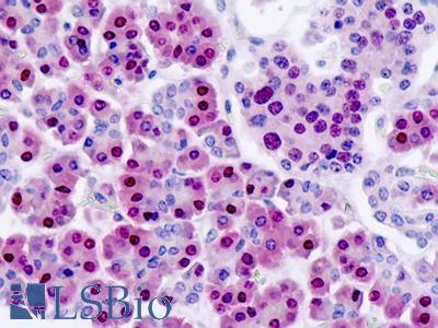 Anti-NANS antibody IHC staining of human pancreas. Immunohistochemistry of formalin-fixed, paraffin-embedded tissue after heat-induced antigen retrieval.