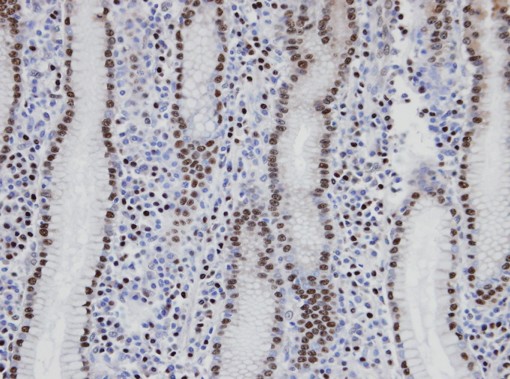 IHC of paraffin-embedded normal gastric epithelium (gland) using NANS antibody at 1:100 dilution.