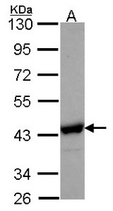 Sample (30 ug of whole cell lysate). A: Hep G2 . 10% SDS PAGE. NANS antibody. NANS antibody diluted at 1:1000.