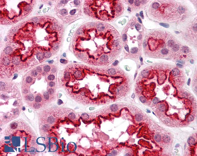 Anti-TAB3 / MAP3K7IP3 antibody IHC of human kidney. Immunohistochemistry of formalin-fixed, paraffin-embedded tissue after heat-induced antigen retrieval. Antibody LS-B4705 concentration 5 ug/ml.