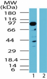 Western blot of TAB3 in human kidney lysate in the 1) absence and 2) presence of immunizing peptide using antibody at 0.5 ug/ml.