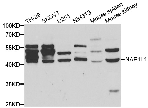 Western blot analysis of extracts of various cell lines, using NAP1L1 antibody.