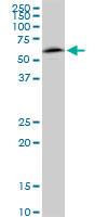 NAP1L1 monoclonal antibody (M01), clone 2A9. Western Blot analysis of NAP1L1 expression in HeLa.