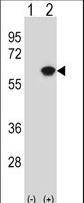 Western blot of NAP1L1 (arrow) using rabbit polyclonal NAP1L1 Antibody. 293 cell lysates (2 ug/lane) either nontransfected (Lane 1) or transiently transfected (Lane 2) with the NAP1L1 gene.