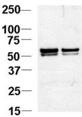 Western blot of NAP1L1 Antibody in Jurkat cell lysates. NAP1L1 was detected using the purified antibody at 1:1000. Data courtesy of Guoqiang Xu, Cornell University.