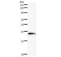 Western blot analysis of immunized recombinant protein, using anti-NAP1L1 monoclonal antibody.