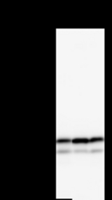 Detection of NAP1L1 by Western blot. Samples: Whole cell lysate from human HT-1080 (H, 25 ug) , mouse NIH3T3 (M, 25 ug) and rat F2408 (R, 25 ug) cells. Predicted molecular weight: 45 kDa