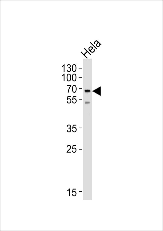 Western blot of lysate from HeLa cell line, using NAP1L2 Antibody. Antibody was diluted at 1:1000 at each lane. A goat anti-rabbit IgG H&L (HRP) at 1:5000 dilution was used as the secondary antibody. Lysate at 35ug per lane.