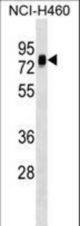 NAP1L3 Antibody western blot of NCI-H460 cell line lysates (35 ug/lane). The NAP1L3 antibody detected the NAP1L3 protein (arrow).