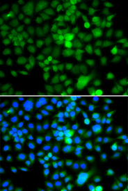 Immunofluorescence blot of A549 cell using NAP1L3 antibody. Blue: DAPI for nuclear staining.