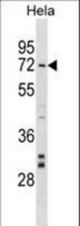 NARF Antibody western blot of HeLa cell line lysates (35 ug/lane). The NARF antibody detected the NARF protein (arrow).