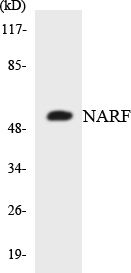 Western blot of the lysates from 293 cells using NARF antibody.