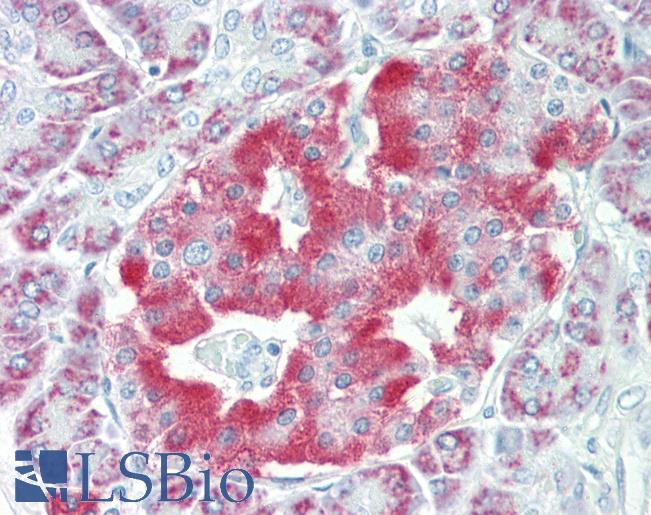 Anti-NARP / NPTX2 antibody IHC staining of human pancreas. Immunohistochemistry of formalin-fixed, paraffin-embedded tissue after heat-induced antigen retrieval. Antibody LS-B9779 dilution 1:50.