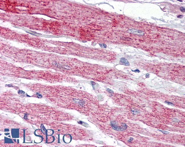 Anti-NPTX2 antibody IHC of human heart. Immunohistochemistry of formalin-fixed, paraffin-embedded tissue after heat-induced antigen retrieval. Antibody LS-B2694 concentration 5 ug/ml.