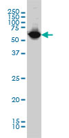 NARS monoclonal antibody (M01), clone 2D6 Western Blot analysis of NARS expression in K-562.