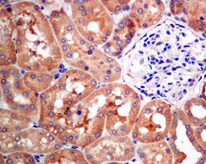 IHC of paraffin-embedded human kidney tissue using anti-NARS antibody.