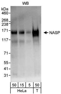 Detection of Human NASP by Western Blot. Samples: Whole cell lysate from HeLa (5, 15 and 50 ug) and 293T (T; 50 ug) cells. Antibody: Affinity purified rabbit anti-NASP antibody used for WB at 0.04 ug/ml. Detection: Chemiluminescence with an exposure time of 10 seconds.