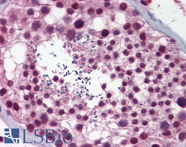 Anti-NASP antibody IHC of human testis. Immunohistochemistry of formalin-fixed, paraffin-embedded tissue after heat-induced antigen retrieval. Antibody LS-B5873 concentration 5 ug/ml.