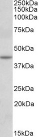 NAT8L antibody (0.1 ug/ml) staining of fetal Mouse Brain lysate (35 ug protein in RIPA buffer). Primary incubation was 1 hour. Detected by chemiluminescence.