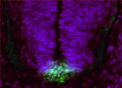 FERD3L antibody (1 ug/ml) staining of PFA-perfused cryosection of Mouse embryo E13.5. Primary incubation overnight at 4C. Alexa Fluor 488 detection (green) in combination with nuclear DAPI staining (blue). Data obtained by Ben Jerry Gonzales from Nissim Ben-Arie's lab, Dept. of Cell and Developmental Biology, The Hebrew University of Jeruzalem, Israel.